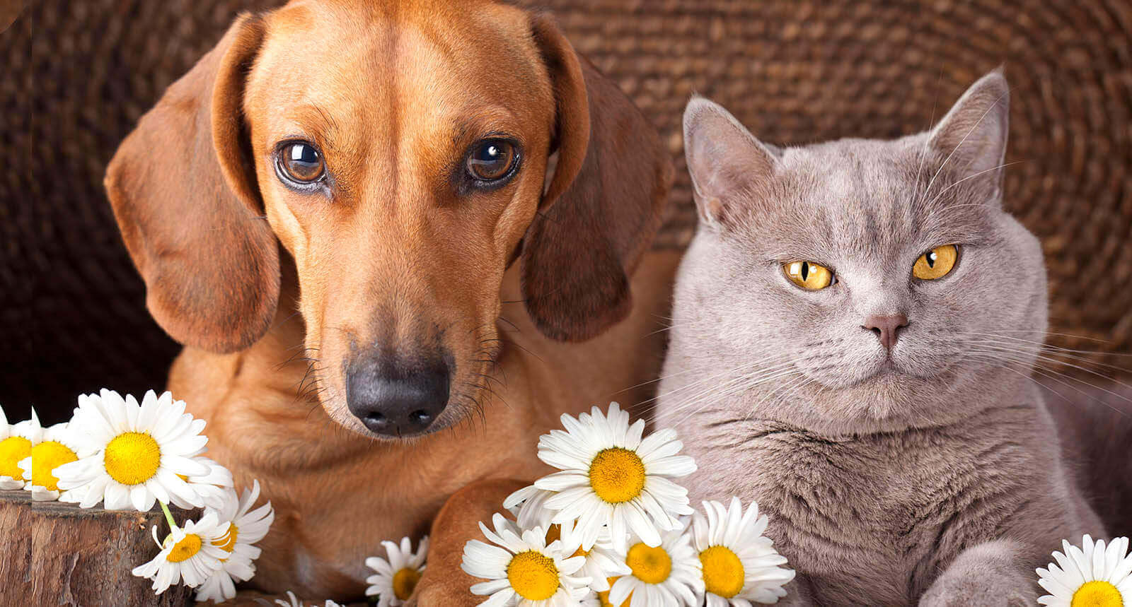 Dog and cat resting together